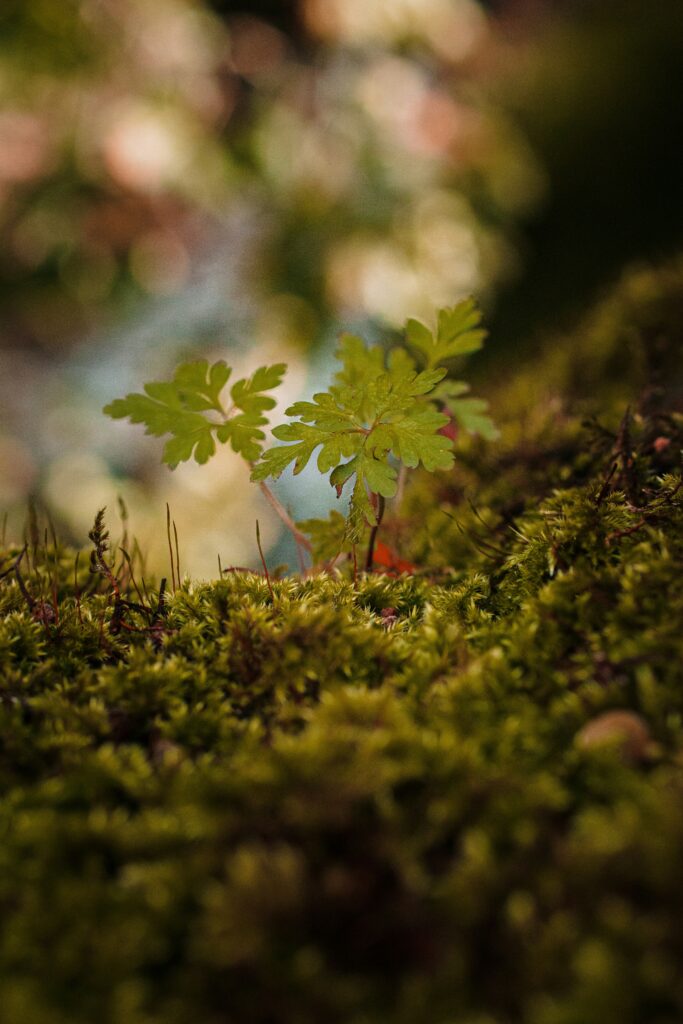 illiya vjestica hystnqxgl2k unsplash